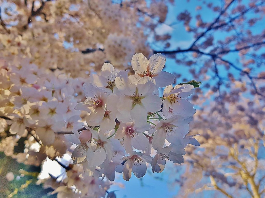 Kirsche, Kirschen, Kirschbaum, Prunus, Kirschbäume, Kirschblüte