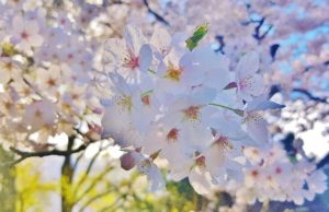 Kirsche, Kirschen, Kirschbaum, Prunus, Kirschbäume, Kirschblüte