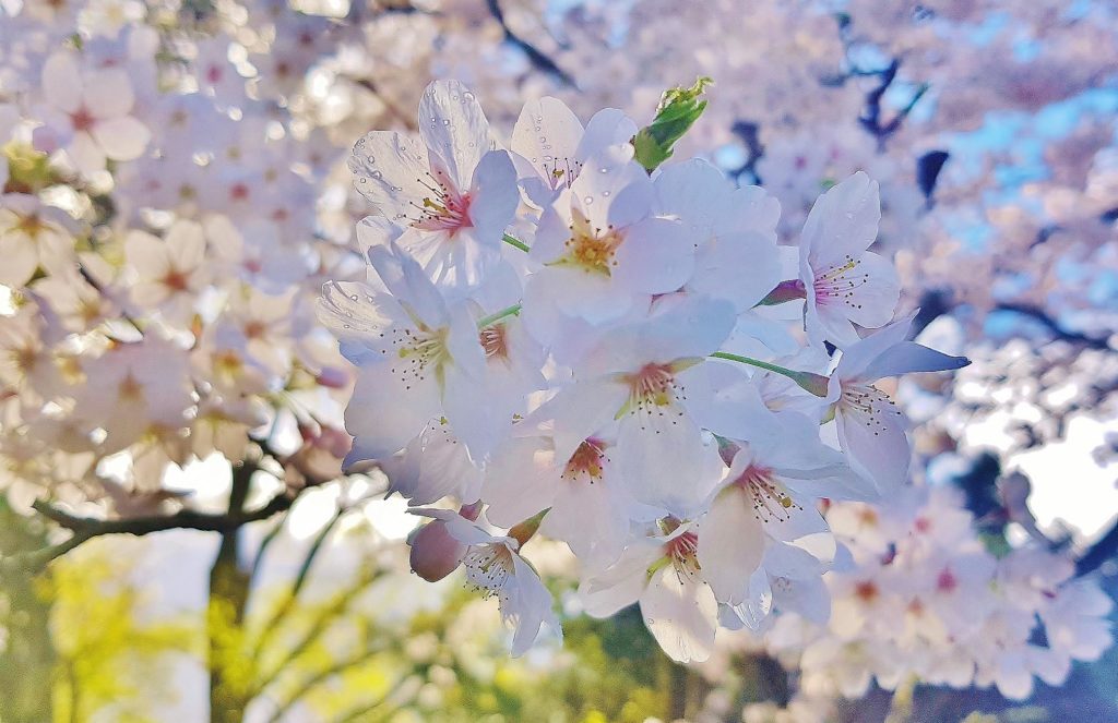 Kirsche, Kirschen, Kirschbaum, Prunus, Kirschbäume, Kirschblüte