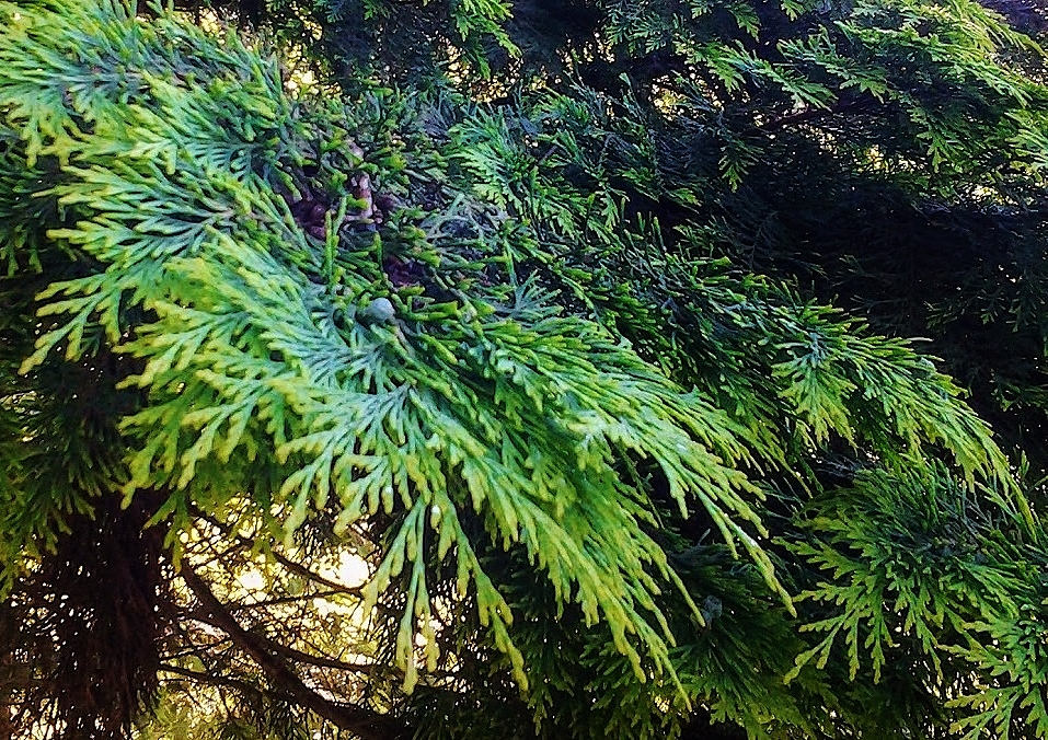Zypresse, Zypressen, Cupressus, Edelzypresse, Leyland-Zypresse, Cupressocyparis leylandii