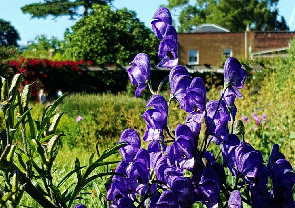 Eisenhut, Aconitum