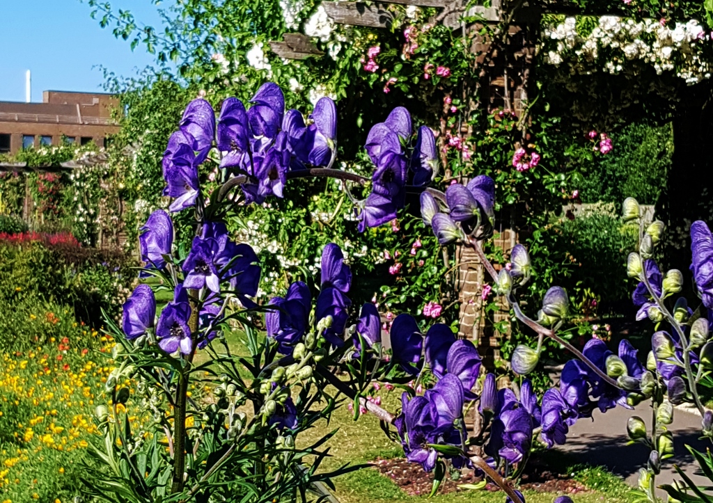 Eisenhut, Aconitum