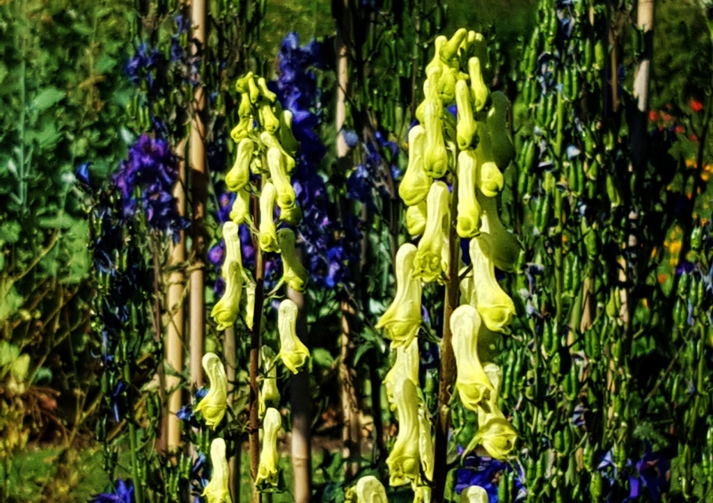 Eisenhut, Aconitum