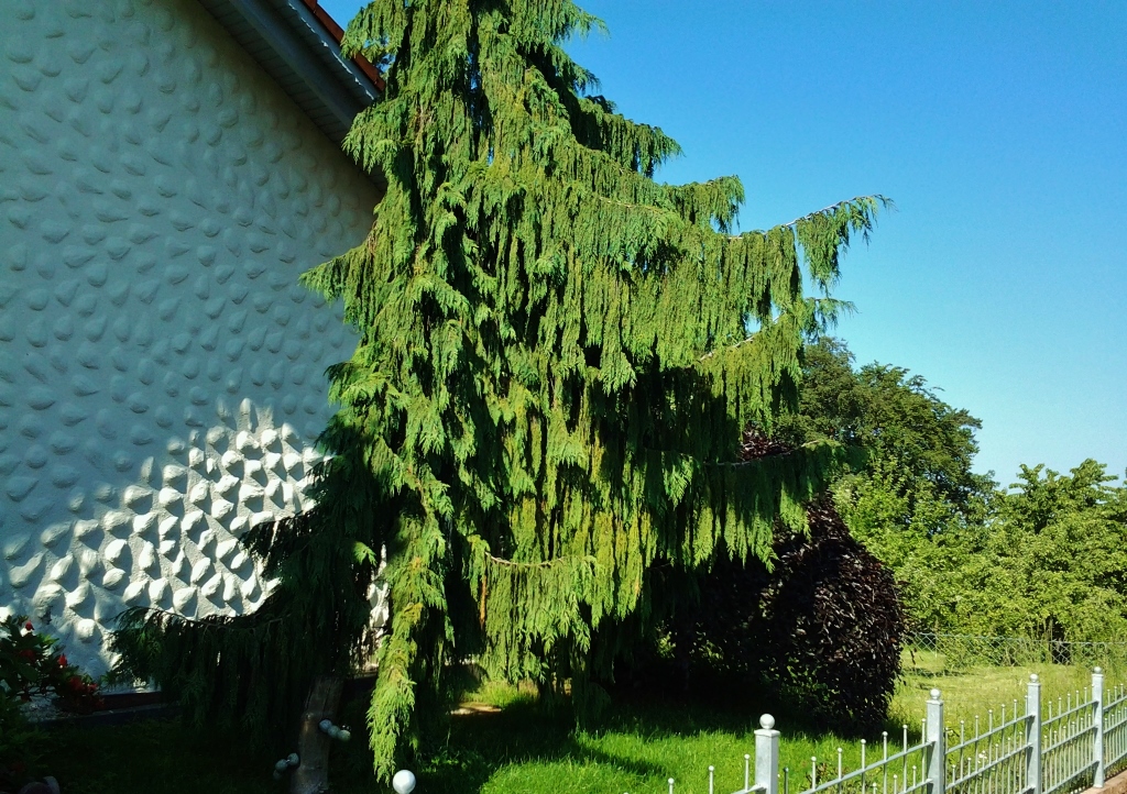 Zypresse, Cupressus, Nutka-Zypresse, Hängezypresse, Chamaecyparis nootkatensis 'Pendula'