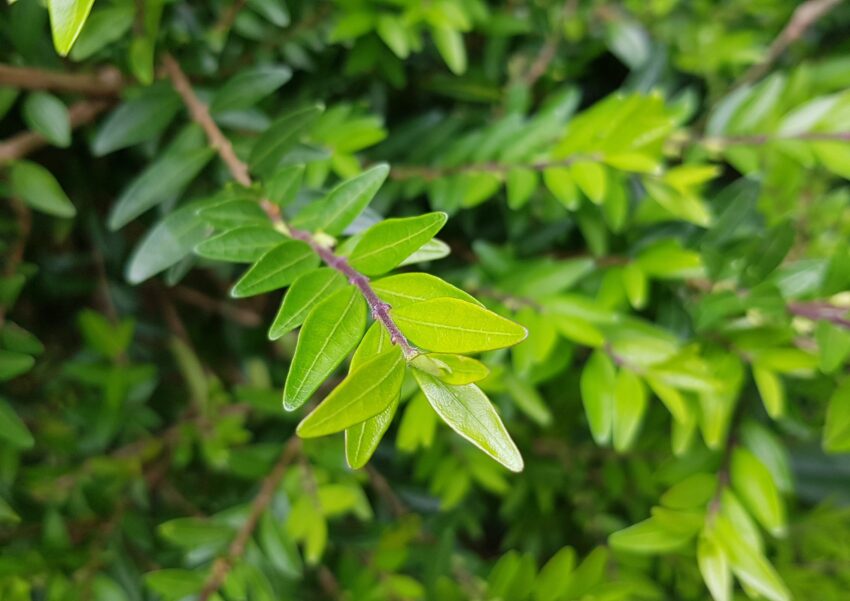 Kirschlorbeer, Prunus laurocerasus