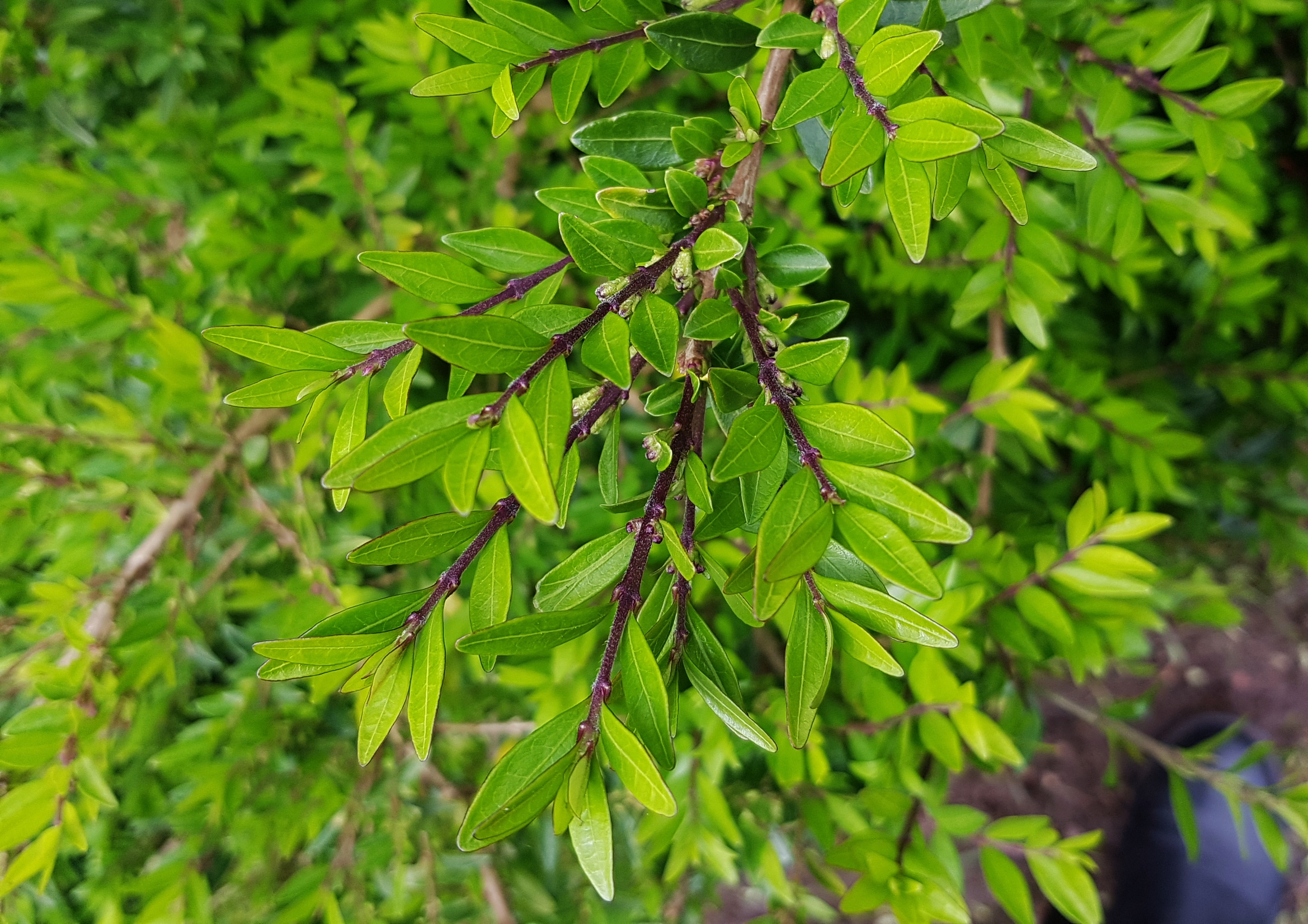 Kirschlorbeer, Prunus laurocerasus