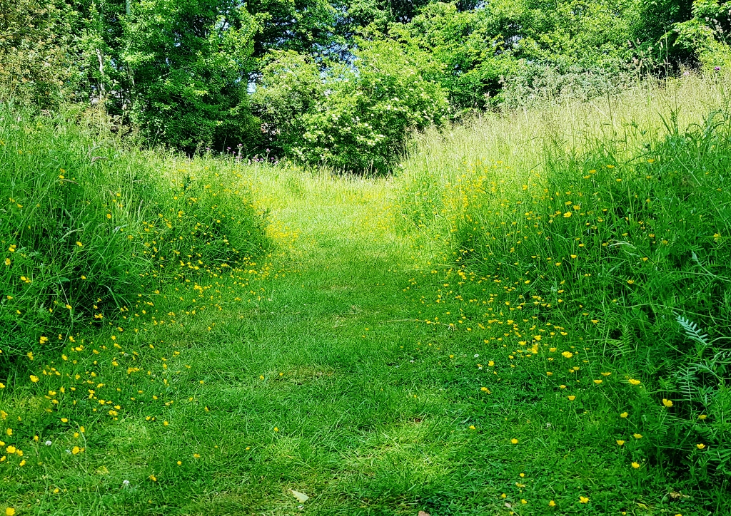 Schattengarten, Schatten, Wiese