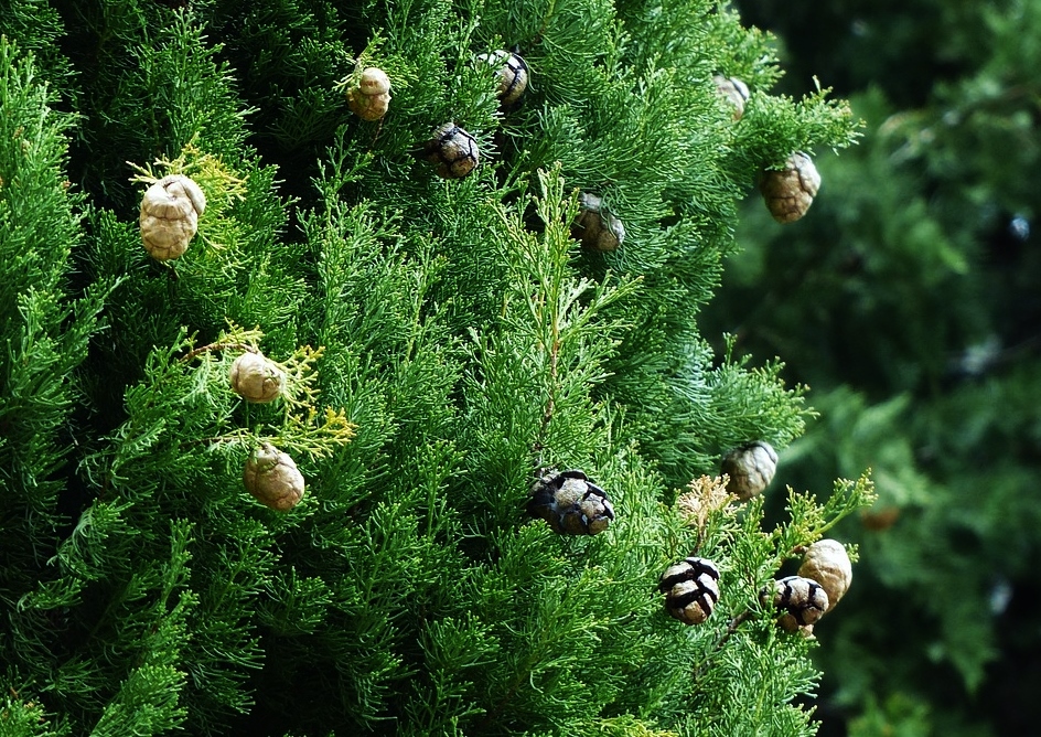Zypresse, Cupressus