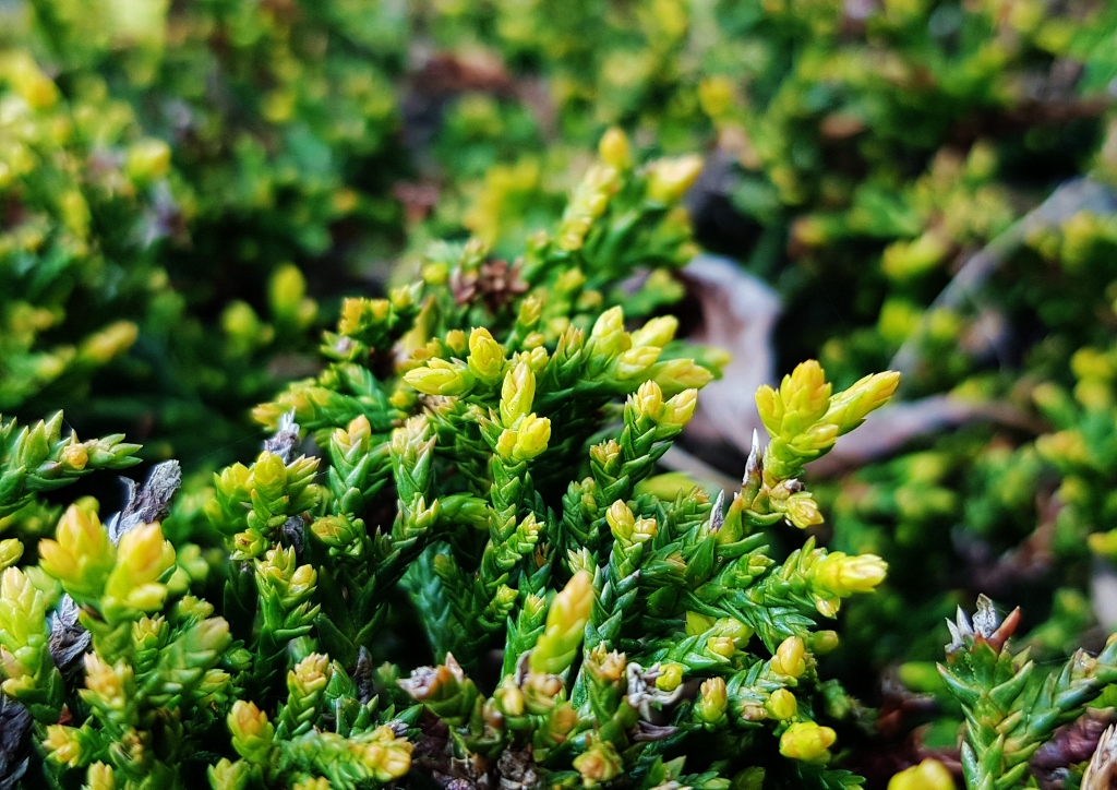 Sträucher, Hecken, Heckenpflanzen, Heckensträucher, Zypresse, Cupressus