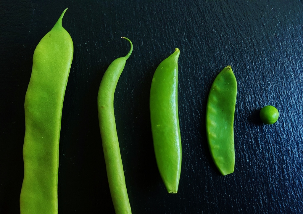 Erbsen, Erbse, Gartenerbse, Gartenerbsen, Zuckererbsen, Mangetout, Bohnen, Gartenbohne, Gartenbohnen, Buschbohne, Buschbohnen, Pisum, Pisum sativum, Phaesolus, Phaesolus vulgaris