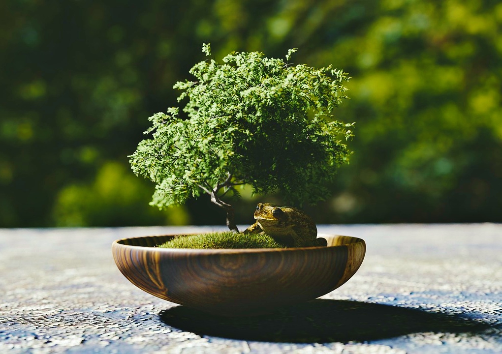 Bonsai, Penjing, Bonsaischale