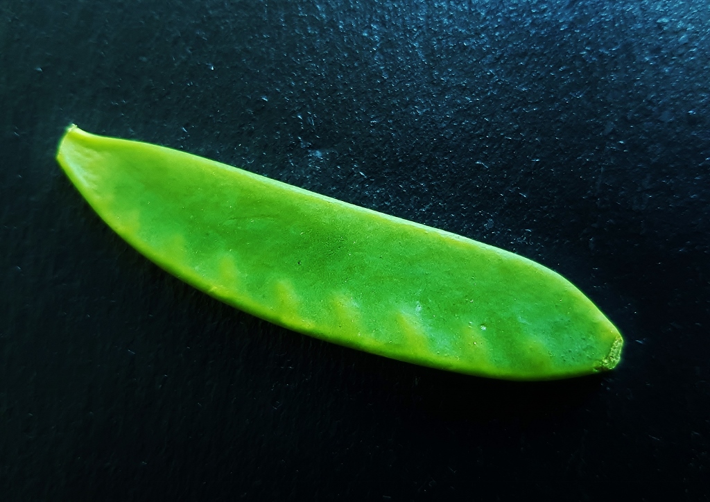 Zuckerschote, Zuckererbse, Zuckererbsen, Pisum sativum subsp. sativum convar. axiphium