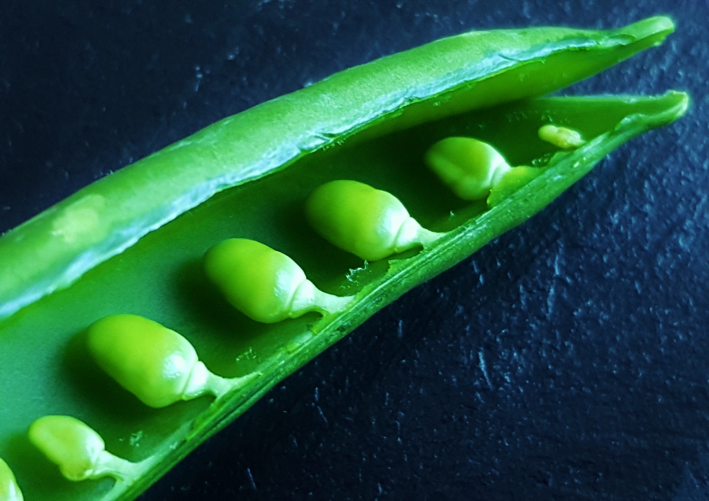 Zuckererbse, Zuckererbsen, Pisum sativum subsp. sativum convar. axiphium