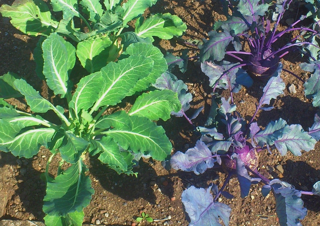 Kohlrabi, Kohlrübe, Brassica oleracea var. gongylodes
