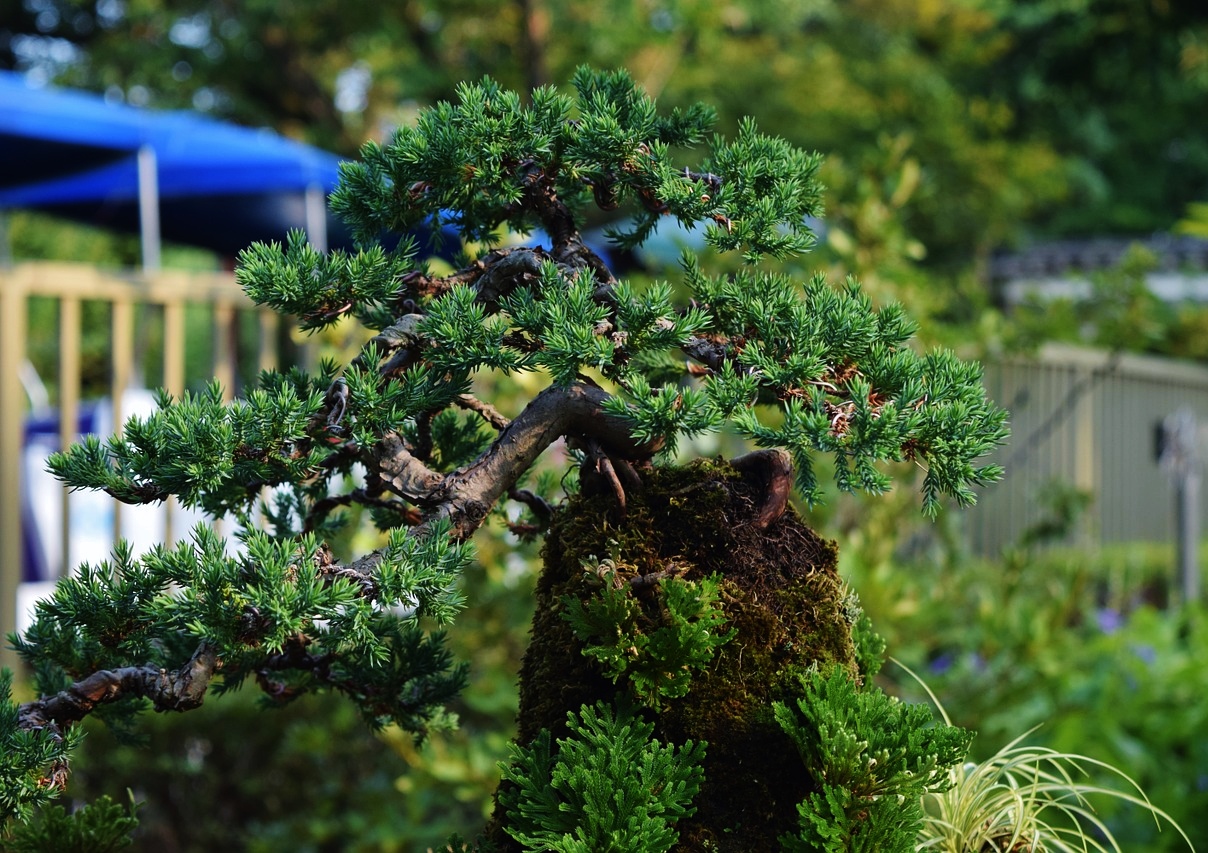 Bonsai, Penjing, Landschafts-Penjing