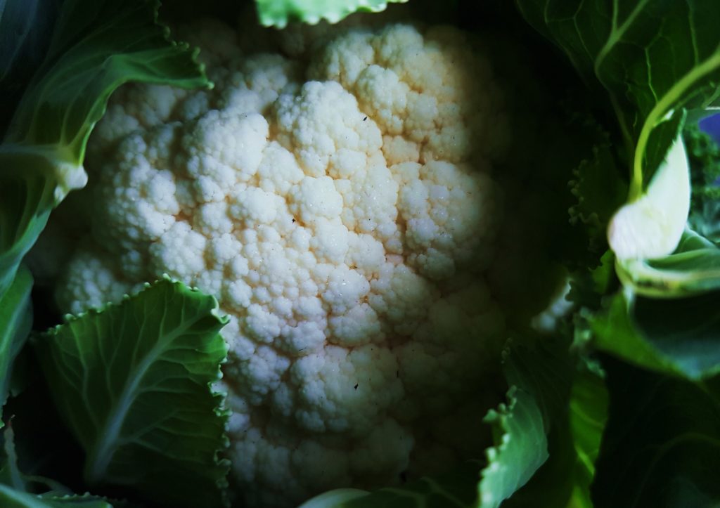Blumenkohl, Käsekohl, Brassica oleracea var. botrytis