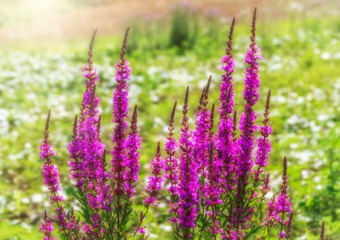 Blutweiderich, Gewöhnlicher Blutweiderich, Lythrum, Lythrum salicaria