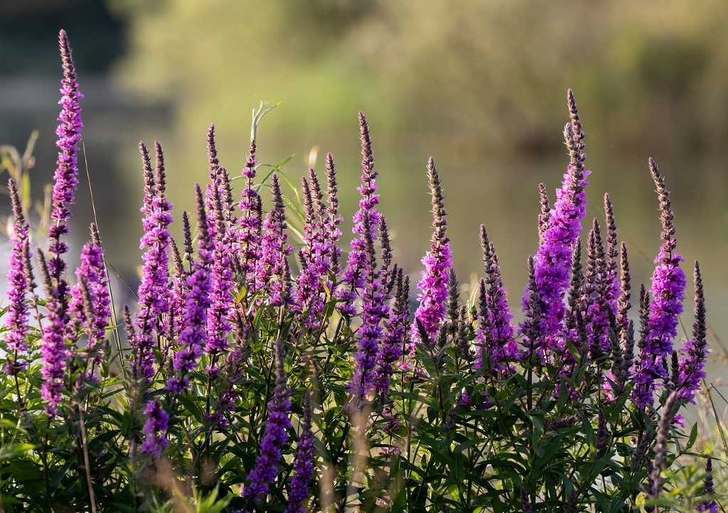 Blutweiderich, Lythrum