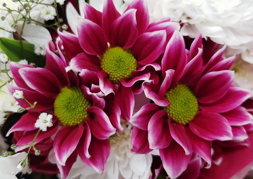 Chrysantheme, Chrysanthemum, Two Tone Pink