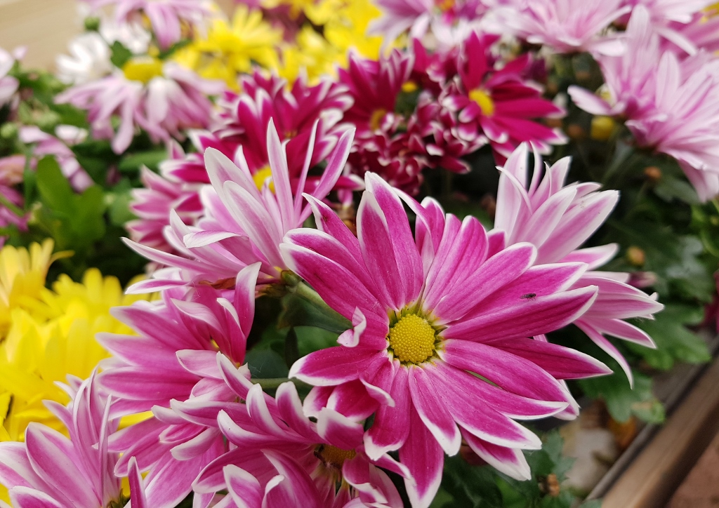 Chrysantheme, Chrysanthemum, Memory Babinka