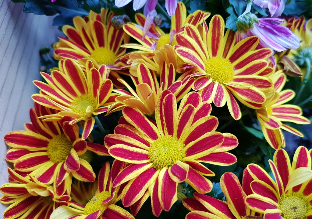 Chrysantheme, Chrysanthemum, Multiflora gelb rot