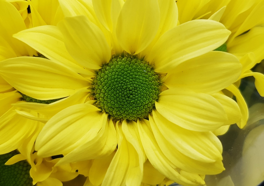 Chrysantheme, Chrysanthemum,, Chrysanthemum indicum, Breeze yellow