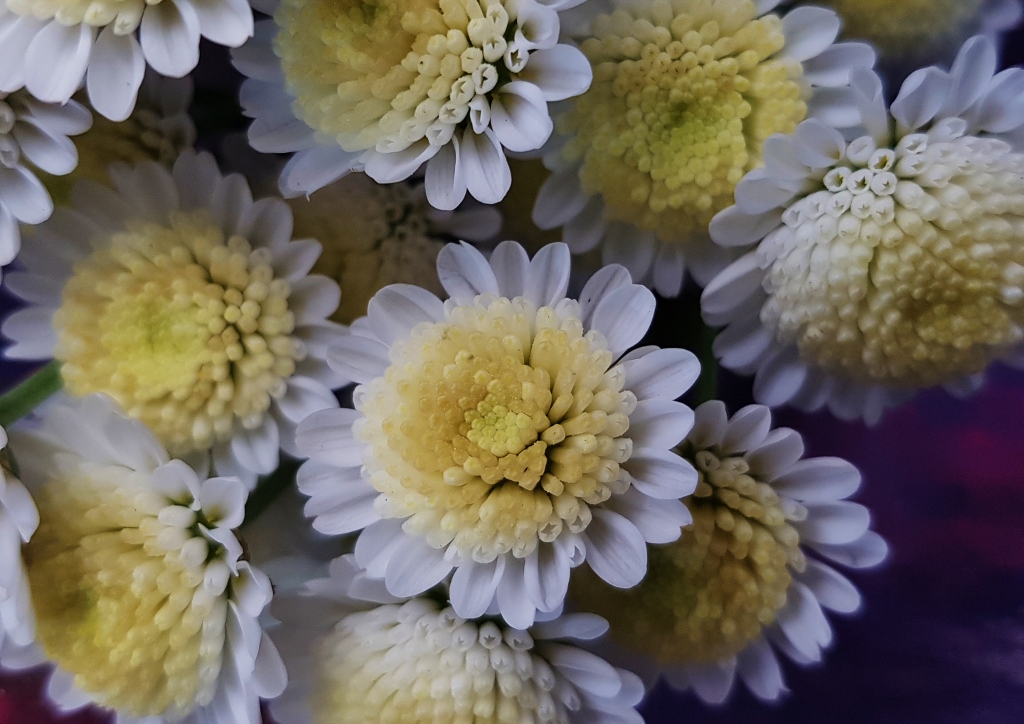 Chrysantheme, Chrysanthemum, Russian Field