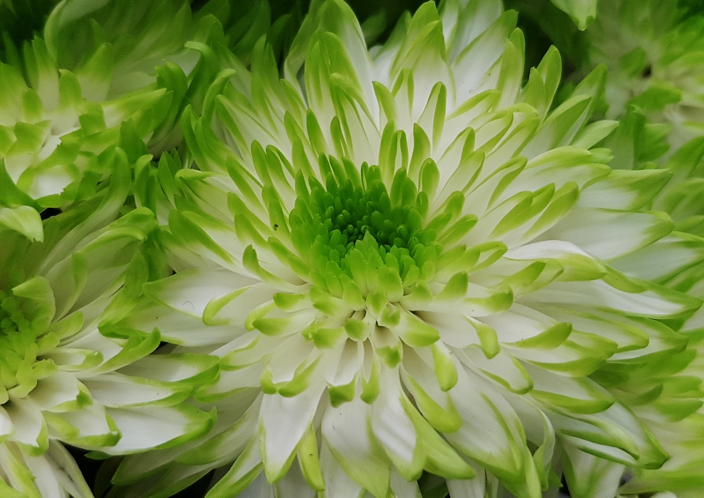 Chrysantheme, Chrysanthemum, Zembla Lime