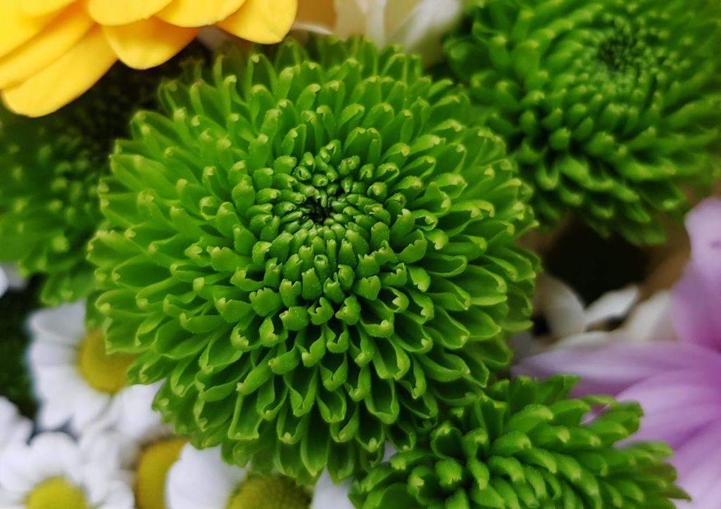 Chrysantheme, Chrysanthemum, Palm Green Dark