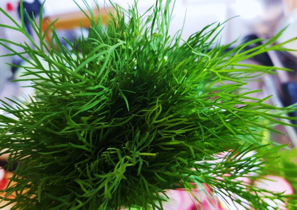Dill, Dillkraut, Dillfenchel, Gurkenkraut, Anethum, Anethum graveolens