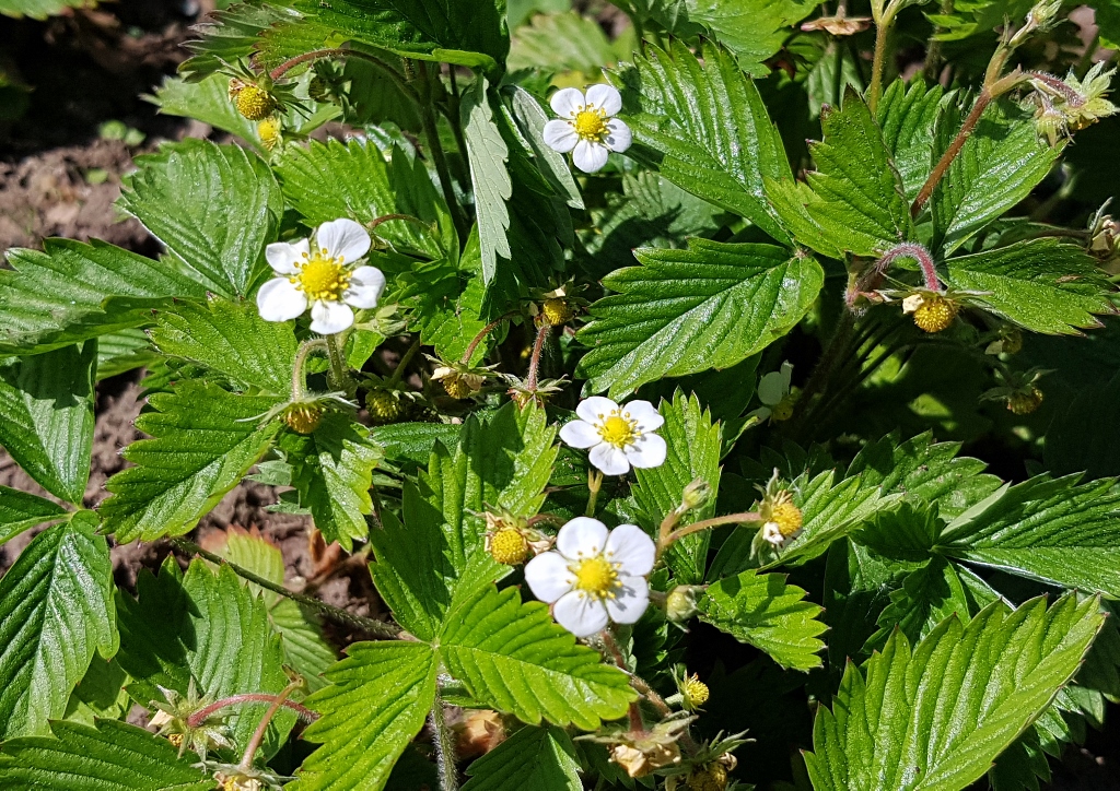 Erdbeerblüte, Erdbeere, Erdbeeren, Fragaria, Gartenerdbeere, Fragaria × ananassa