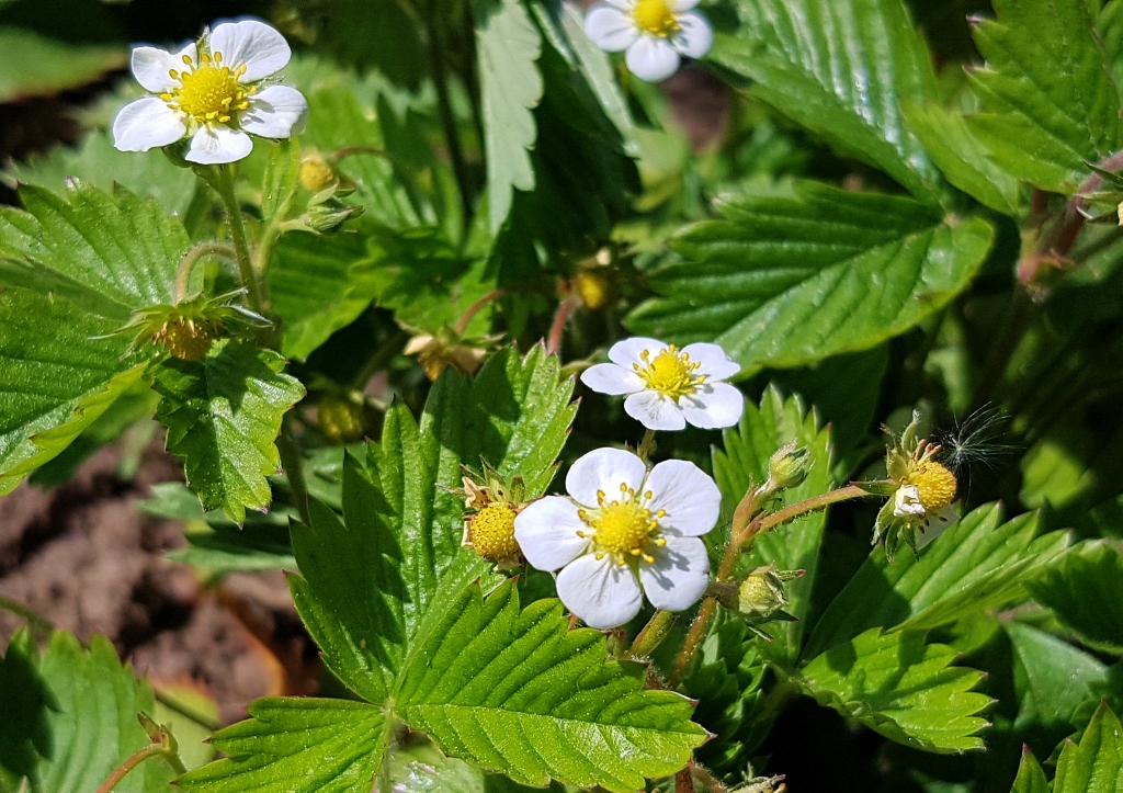 Erdbeerblüte, Erdbeere, Erdbeeren, Fragaria, Gartenerdbeere, Fragaria × ananassa