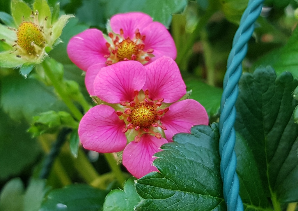 Erdbeerblüte, Erdbeere, Erdbeeren, Fragaria, Gartenerdbeere, Fragaria × ananassa, Toscana F1