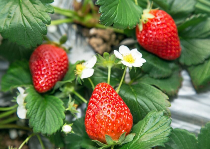 Erdbeere, Erdbeeren, Fragaria, Gartenerdbeere, Fragaria × ananassa