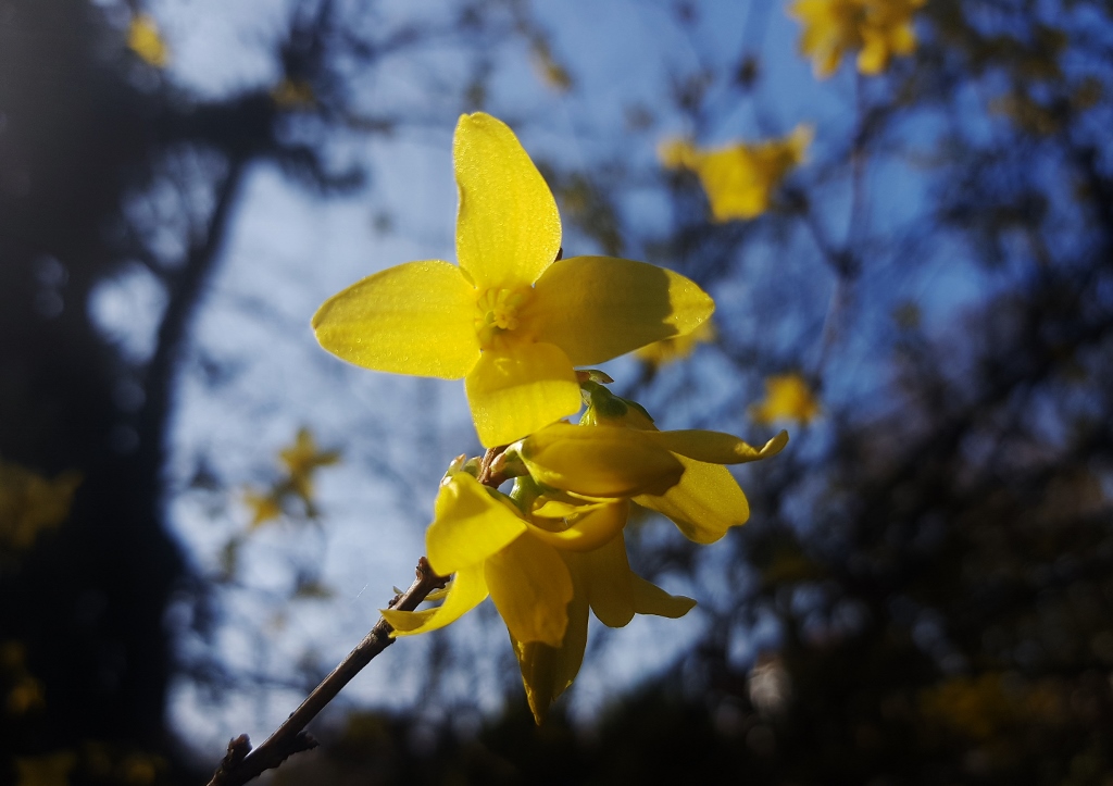Forsythie, Forsythien, Forsythia
