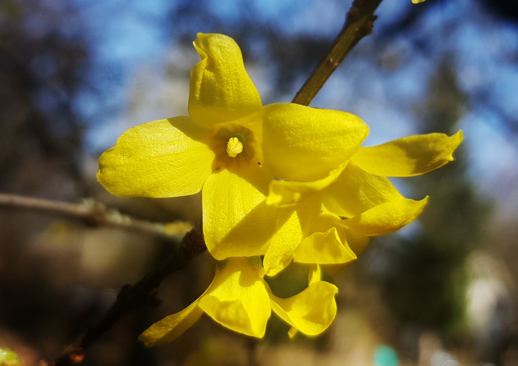 Forsythie, Forsythien, Forsythia