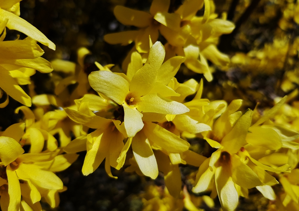 Forsythie, Forsythien, Forsythia, Garten-Forsythie, Forsythia × intermedia