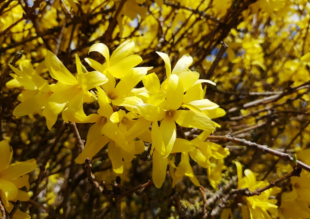 Forsythie, Forsythien, Forsythia