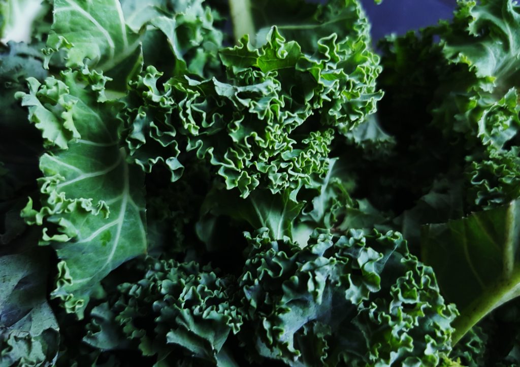 Grünkohl, Braunkohl, Krauskohl, Brassica oleracea var. sabellica