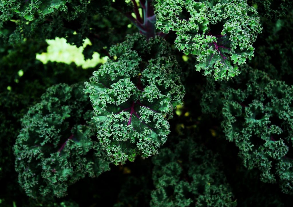 Grünkohl, Braunkohl, Krauskohl, Brassica oleracea var. sabellica