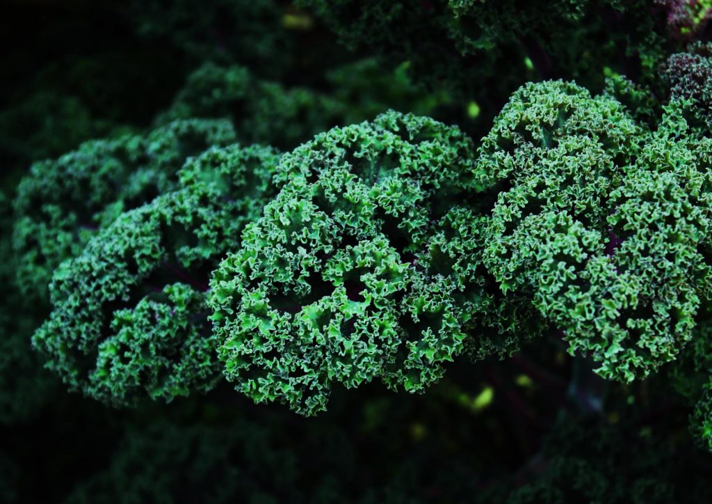 Grünkohl, Braunkohl, Krauskohl, Brassica oleracea var. sabellica