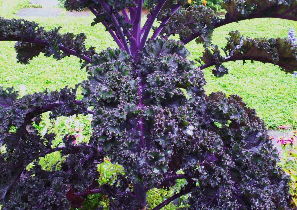 Grünkohl, Braunkohl, Krauskohl, Brassica oleracea var. sabellica