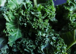 Grünkohl, Braunkohl, Krauskohl, Brassica oleracea var. sabellica