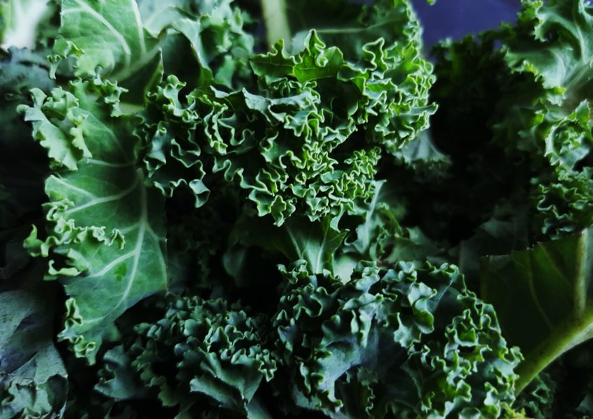 Grünkohl, Braunkohl, Krauskohl, Brassica oleracea var. sabellica