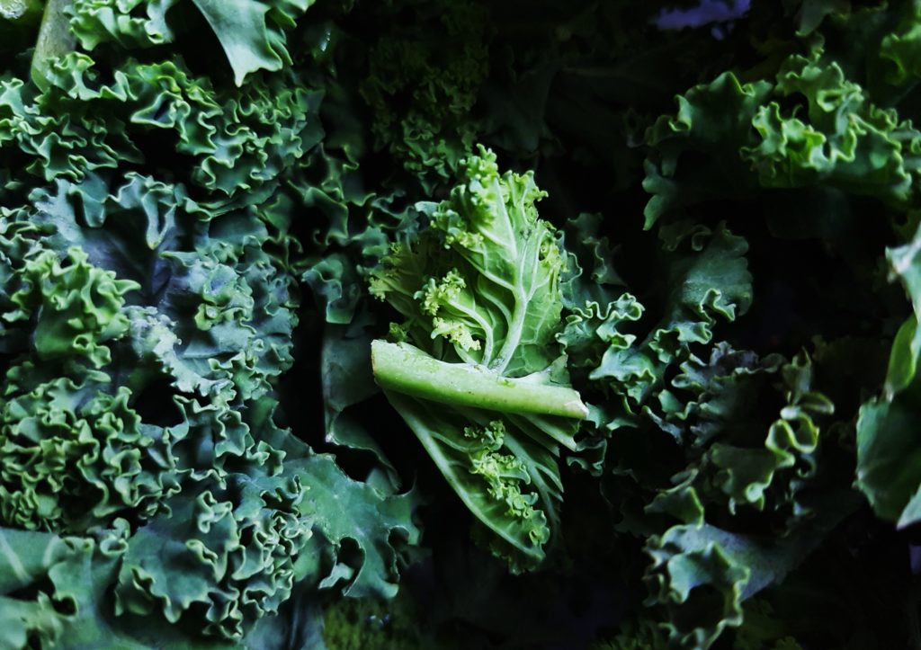Grünkohl, Braunkohl, Krauskohl, Brassica oleracea var. sabellica