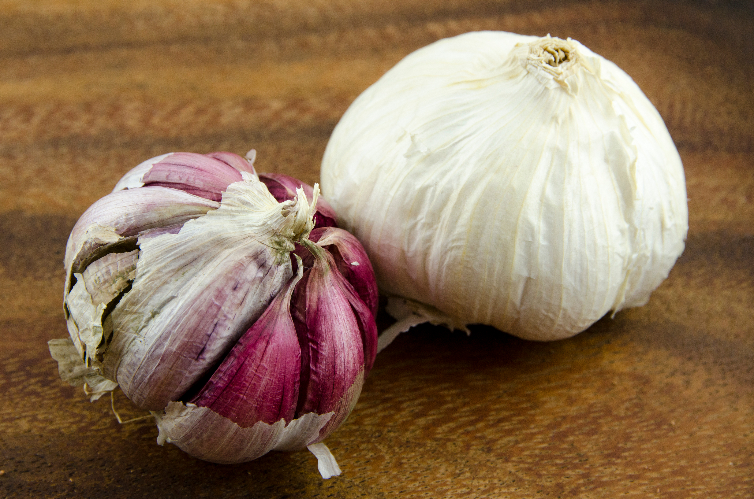 Knoblauch, Allium sativum, Knoblauchzehe, Knoblauchzehen