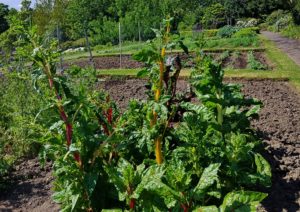 Mangold, Beta vulgaris subsp. vulgaris, Mangold im Beet, Gemüsebeet