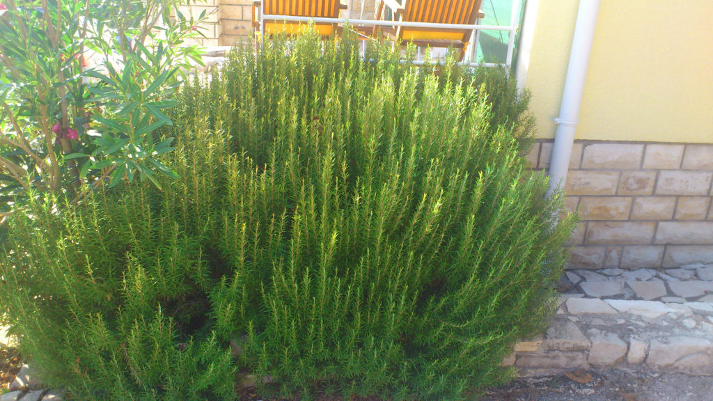 Rosmarin, Rosmarinus, Rosmarinstrauch