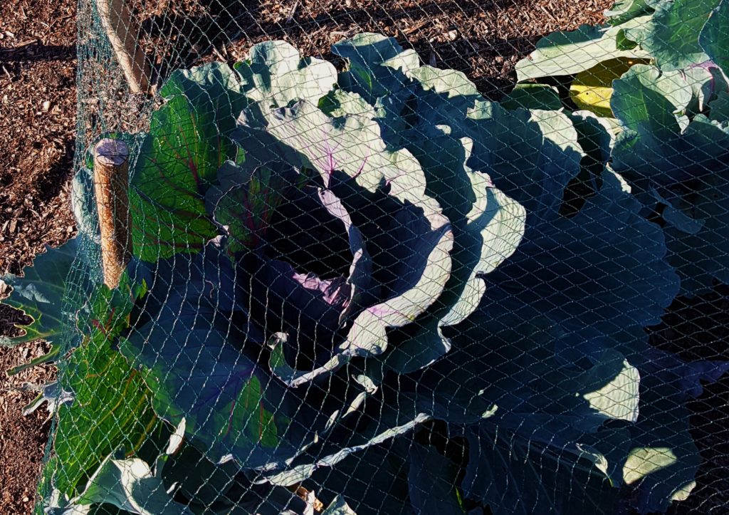 Rotkohl, Kohlbeet