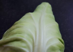 Weißkohl, Spitzkohl